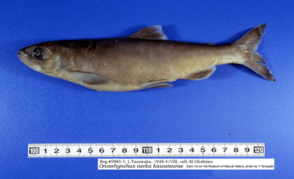 Salmon Kunimasu