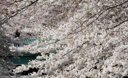 Sakura