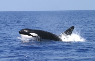 Ballena