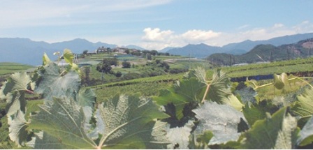 Koshu
