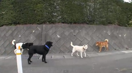 Mascotas en Fukushima