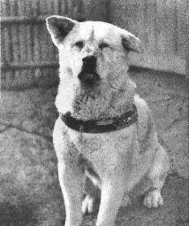 Hachiko