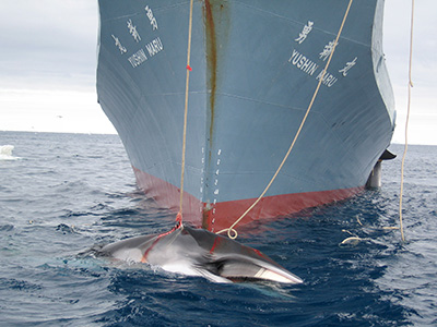 Ballena