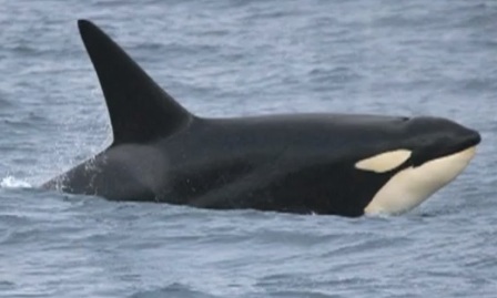Ballena