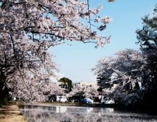 Sakura