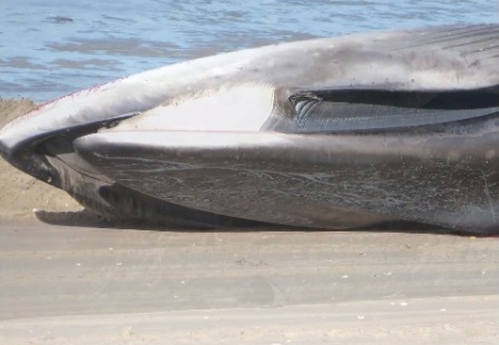 Ballena