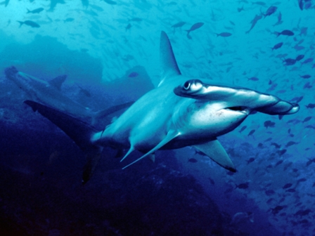 Tiburon