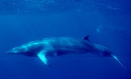 Ballena