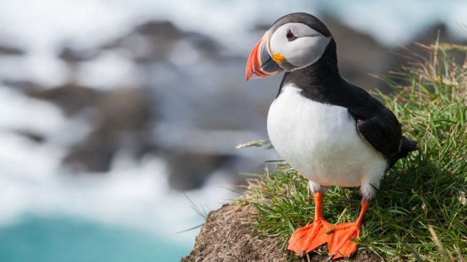 Papageitaucher_Fratercula_arctica