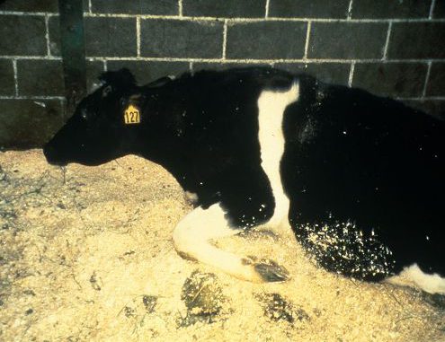 Mal de las vacas locas