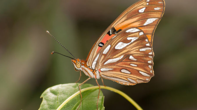 Agraulis_vanillae_at_Isla_Margarita
