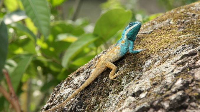 Calotes_mystaceus_manipur