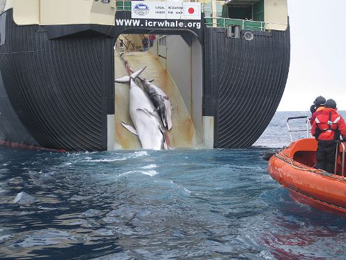 Caza de ballenas