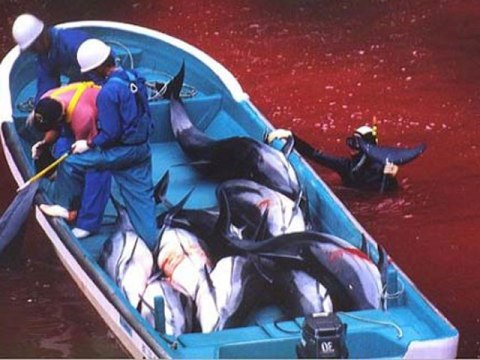 Caza de delfines
