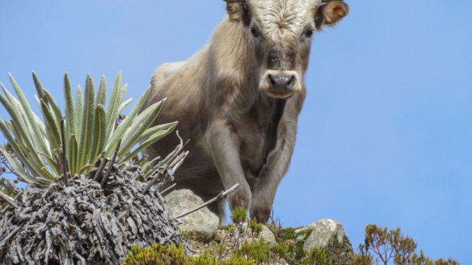Charolais_cattle_Sierra_Nevada_Venezuela