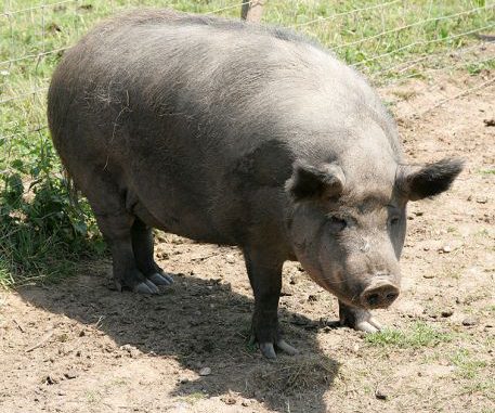 Cerdo