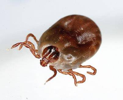 Garrapatas en Japón