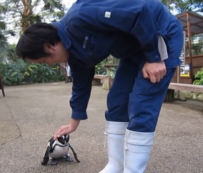 Pingüino