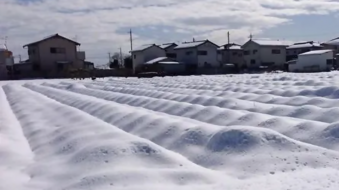 Plantación de negi de un-agricultor brasileño en Honjo