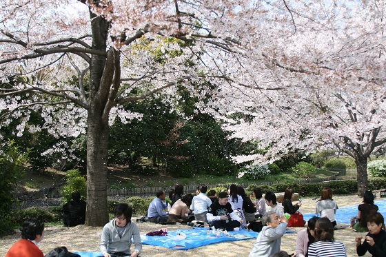 Hanami en Tokio