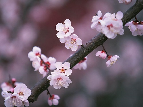 Sakura 2014-500
