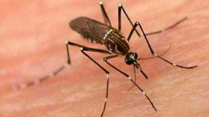 Mosquito Aedes aegypti