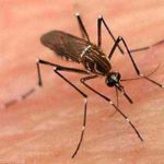 Aedes aegypti, el mosquito transmisor.