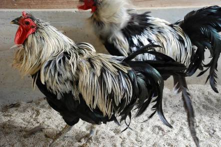 Aves