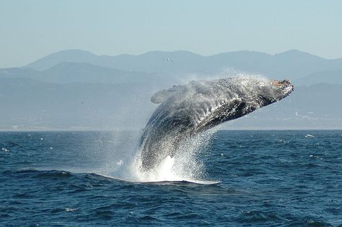 Ballena