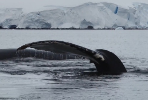 Ballena