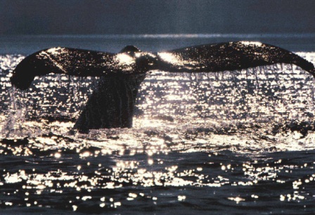 Ballena