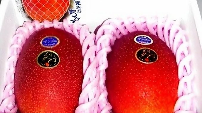 Mango Taiyo no Tamago 2014