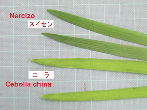 Narcizo-cebolla china