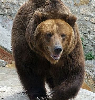 Oso pardo