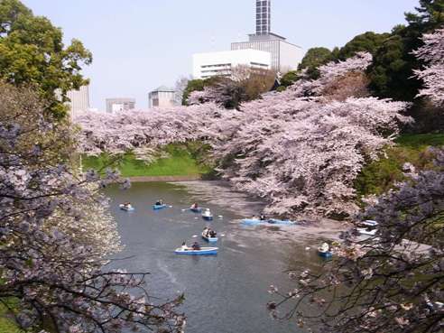 Sakura