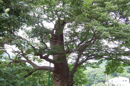 Árbol