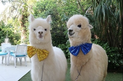 Alpaca