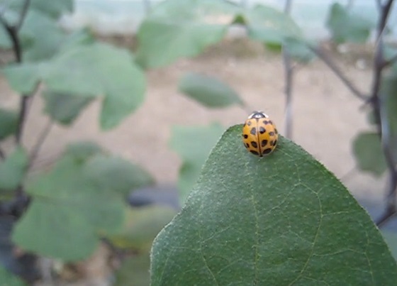 Mariquita