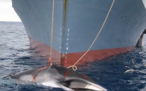Caza de ballenas