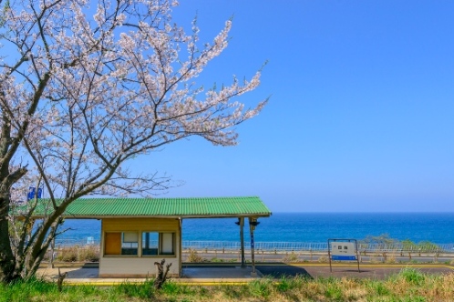 Tagi (foto www.zige.jp)