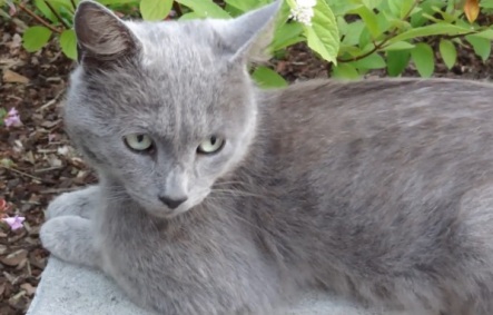 Gato