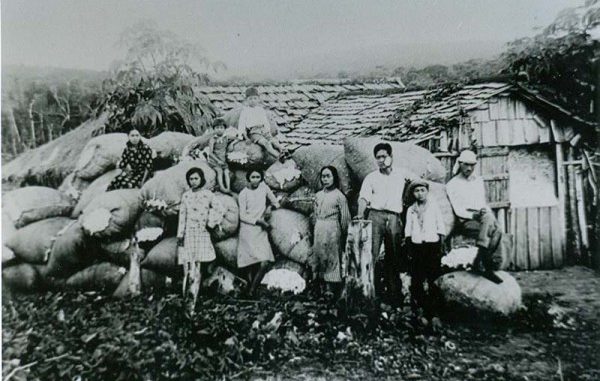 Emigrantes japoneses en los campos de Brasil