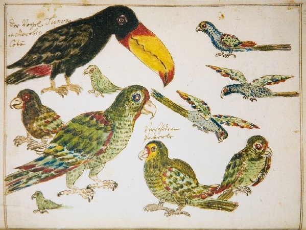 Fauna en el Rio de la Plata.