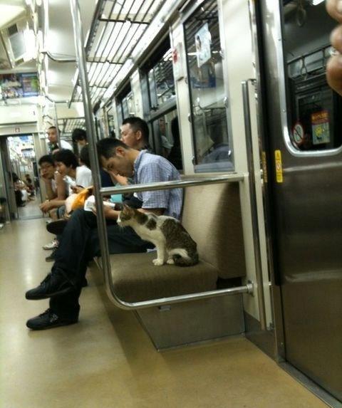 Gato