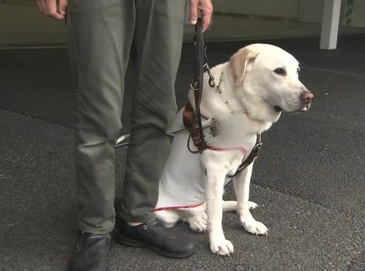 Labrador