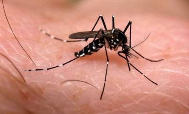 Mosquito de dengue