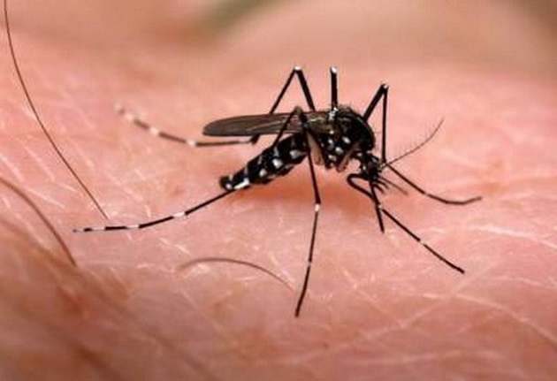 Mosquito de dengue