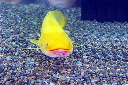 Namazu o bagre dorado hallado en Tochigi