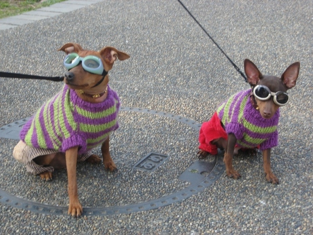 Perro 3