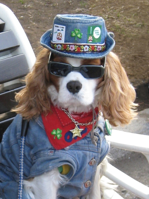 Perro 9